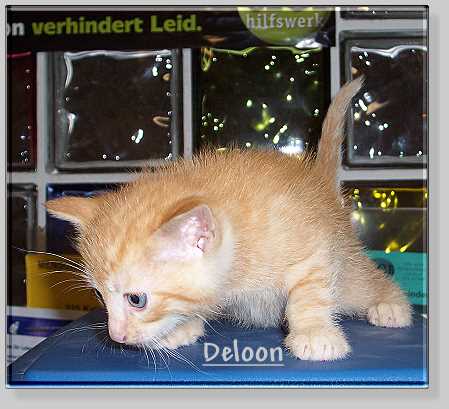Kitten Deloon ist am 17-10-2006 über die Regenbogenbrücke gegangen