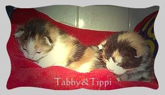 Tippi und Tabby ....