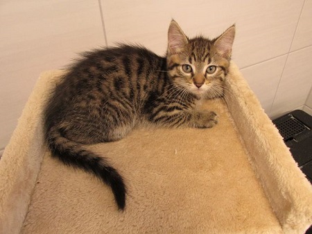 Vick fand am 06.08.2022 zusammen mit Vada ein Zuhause in Siegen