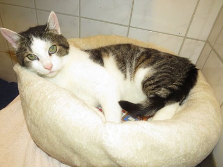 Nach 69 Tagen Tierheim fand Balduin-Oskar sein Frauchen wieder und durfte zurück nach Zuhause :)