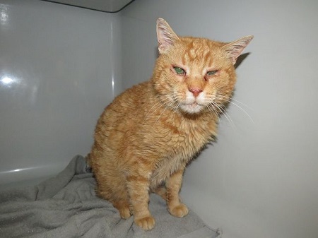 Roter Kater in Nisterau zugelaufen
