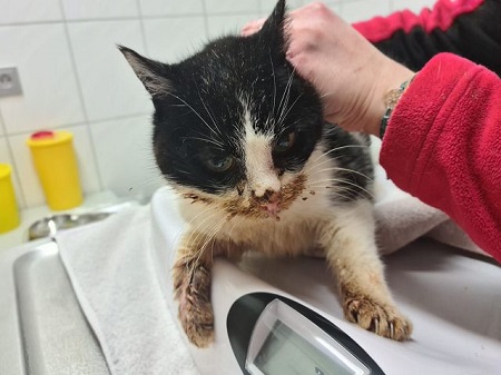 Schwarz-weiße Katze in Bad Marienberg aufgefunden