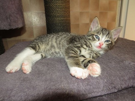 Zander ist ein sehr liebes Katzenkind