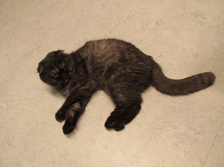 Miley ist eine sehr liebe Katze
