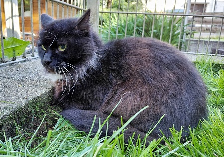 Batman ist ein sehr vorsichtiger Kater