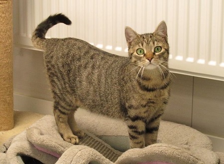 Harper ist ein sehr schüchternes Katzenkind