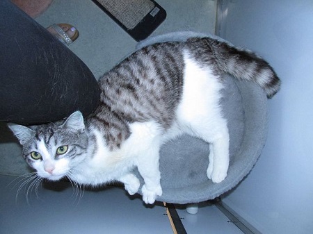 Harris ist ein sehr lieber Kater