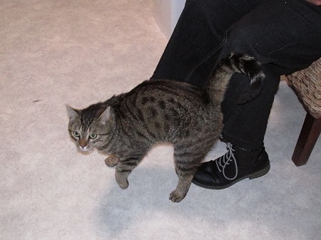 Joe ist ein eigenwilliger Kater
