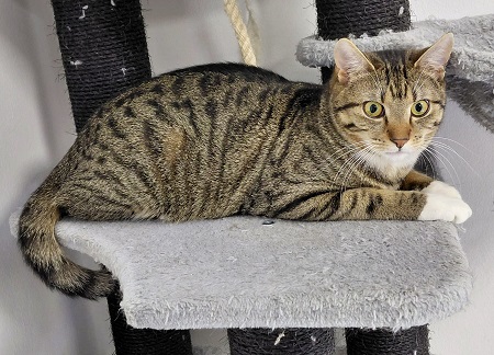 Langton ist ein schüchternes Katzenkind