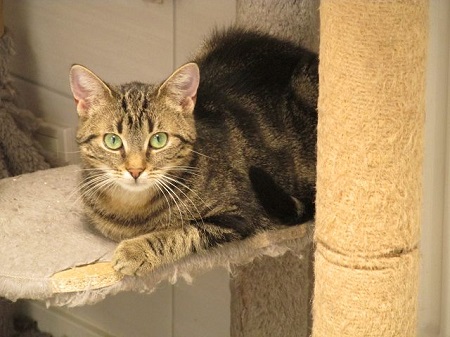 Lauren ist ein schüchternes Katzenkind