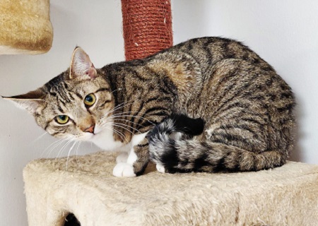 Loory ist ein schüchternes Katzenkind