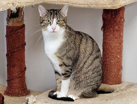 Lysann ist ein schüchternes Katzenkind