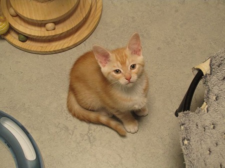 *** Reserviert *** Barney ist ein sehr liebes Katzenkind