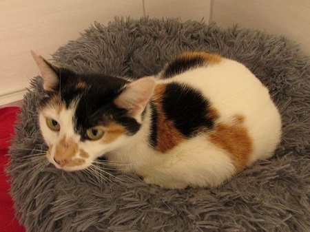 Beliz ist eine sehr liebe Katze