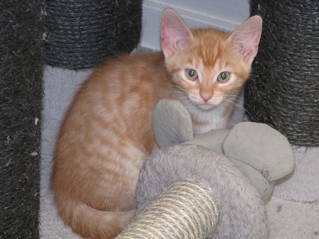 *** Reserviert *** Benedikt ist ein sehr liebes Katzenkind