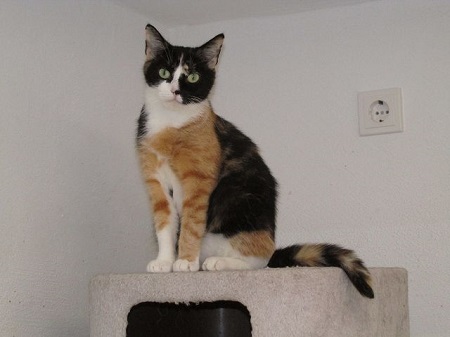 *** Reserviert *** Betty ist eine sehr liebe Katze