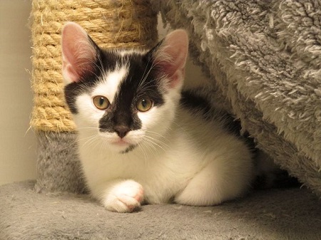 *** Reserviert *** Bob ist ein sehr liebes Katzenkind