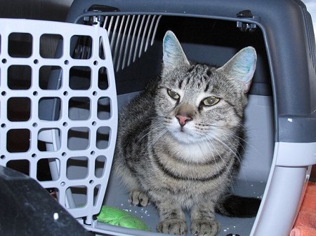 Bellara ist eine liebe Katze