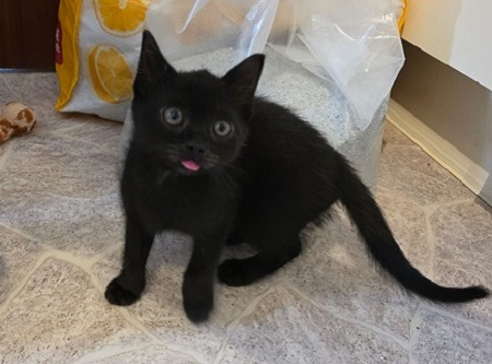 Gayle ist ein sehr liebes Katzenkind