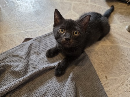 Gwendolyn ist ein sehr liebes Katzenkind