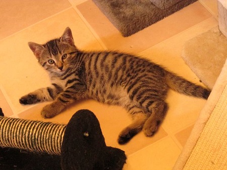 *** Reserviert *** Ragnar ist ein sehr liebes Katzenkind