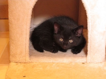 *** Reserviert *** Rob ist ein sehr liebes Katzenkind