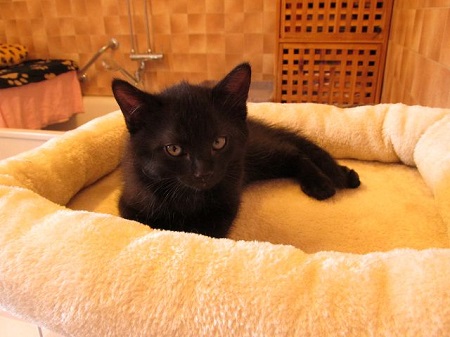 *** Reserviert *** Roman ist ein sehr liebes Katzenkind