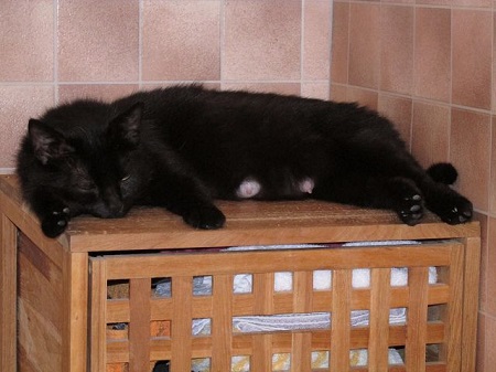 *** Reserviert *** Rook ist eine sehr liebe Katze