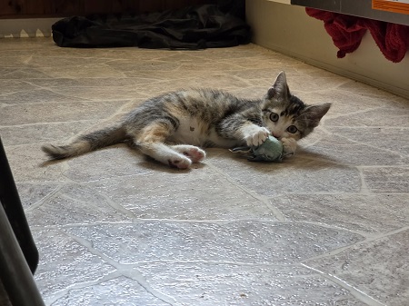 *** Reserviert *** Tilda ist ein sehr liebes Katzenkind