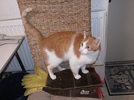 Angelo ist ein sehr lieber Kater