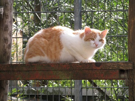 Angus ist noch sehr scheu