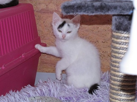 Atreju ist ein sehr liebes Katzenkind