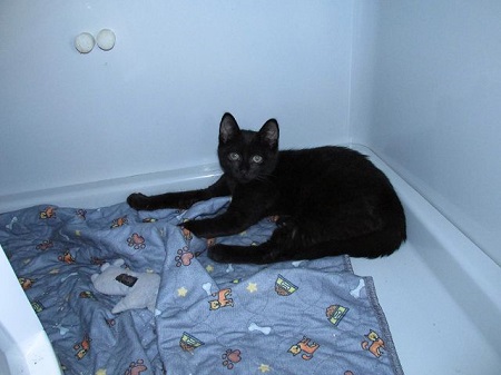 Dusk fand am 27.09.2025 zusammen mit Dawn ein Zuhause in Derschen