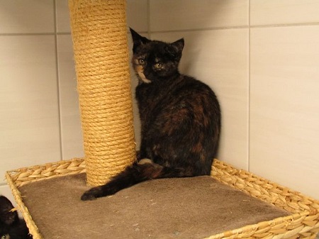 Indra ist ein vorsichtiges Katzenkind