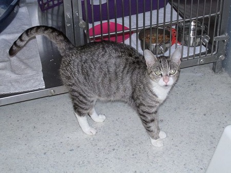 *** Reserviert *** Lorna ist eine sehr liebe Katze