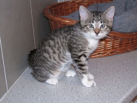 Morten ist ein sehr liebes Katzenkind