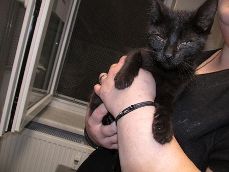 Olympia ist ein sehr liebes Katzenkind