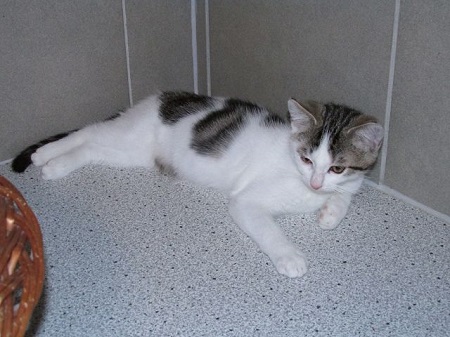 Shirin ist ein sehr liebes Katzenkind