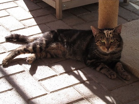 Vivi ist eine sehr liebe Katze
