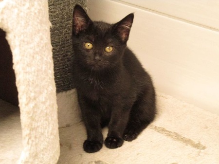 *** Reserviert *** Ebony ist ein sehr liebes Katzenkind