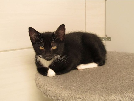 *** Reserviert *** Edgar ist ein sehr liebes Katzenkind