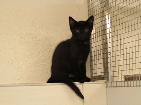 *** Reserviert *** Elliott ist ein sehr liebes Katzenkind