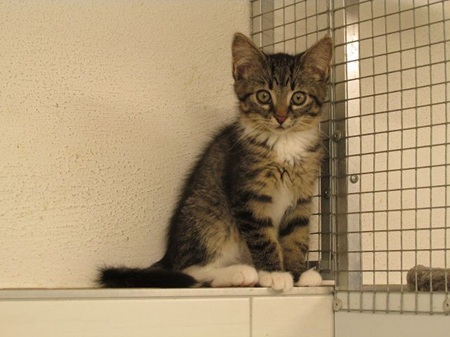 *** Reserviert *** Elton ist ein sehr liebes Katzenkind