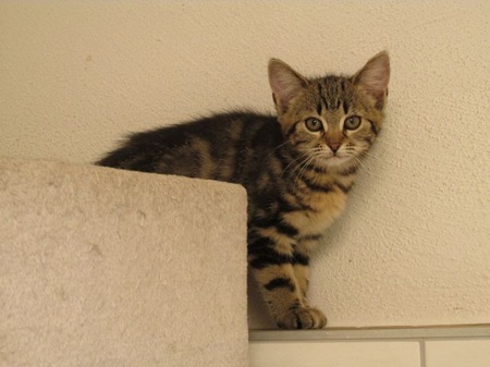 Ember ist ein sehr liebes Katzenkind