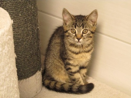 Emmeline ist ein sehr liebes Katzenkind