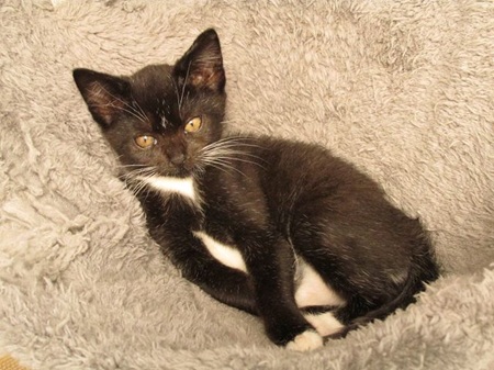 *** Reserviert *** Estella ist ein sehr liebes Katzenkind