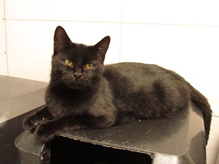 Evelina ist eine sehr liebe Katze