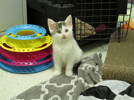 Aaliyah ist ein schüchternes Katzenkind