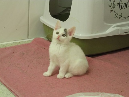 Alanis ist ein schüchternes Katzenkind