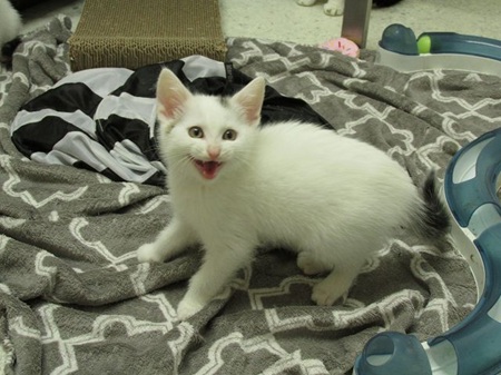 Albus ist ein schüchternes Katzenkind